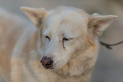 Bohaterowie psiego, literackiego kalendarza. Fot. Marcin Oliva Soto - zdjęcie 13