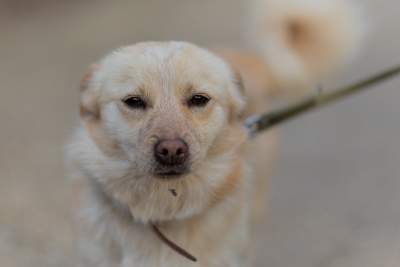 Bohaterowie psiego, literackiego kalendarza. Fot. Marcin Oliva Soto - zdjęcie 1