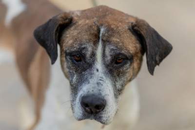 Bohaterowie psiego, literackiego kalendarza. Fot. Marcin Oliva Soto - zdjęcie 3