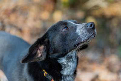 Bohaterowie psiego, literackiego kalendarza. Fot. Marcin Oliva Soto - zdjęcie 11