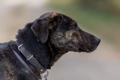 Bohaterowie psiego, literackiego kalendarza. Fot. Marcin Oliva Soto - zdjęcie 5