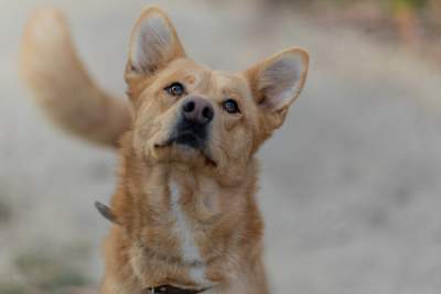 Bohaterowie psiego, literackiego kalendarza. Fot. Marcin Oliva Soto - zdjęcie 2