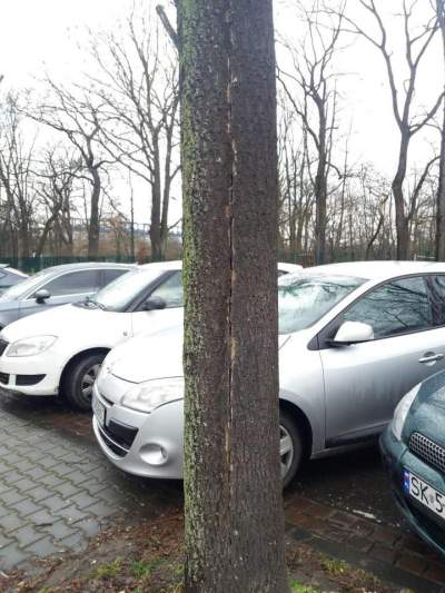 Oto dlaczego te drzewa z Alei 3 Maja muszą zostać usunięte - zdjęcie 2