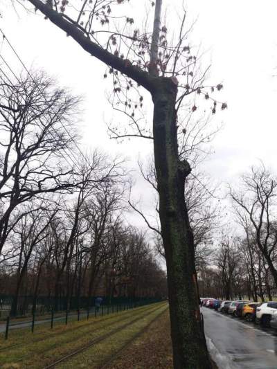 Oto dlaczego te drzewa z Alei 3 Maja muszą zostać usunięte - zdjęcie 6