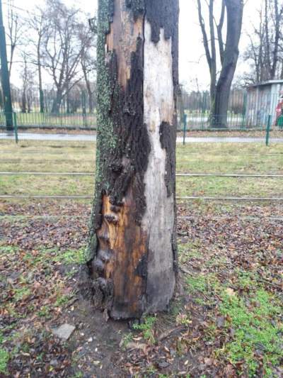 Oto dlaczego te drzewa z Alei 3 Maja muszą zostać usunięte - zdjęcie 5
