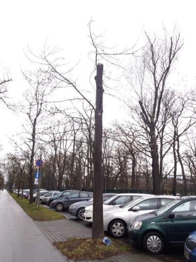 Oto dlaczego te drzewa z Alei 3 Maja muszą zostać usunięte - zdjęcie 1