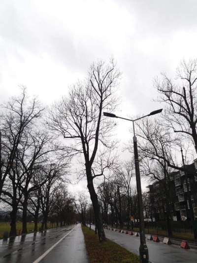 Oto dlaczego te drzewa z Alei 3 Maja muszą zostać usunięte - zdjęcie 7