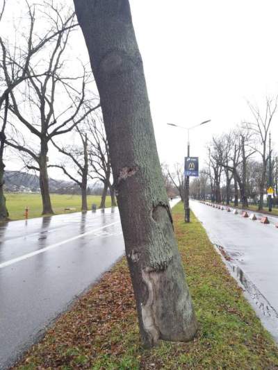 Oto dlaczego te drzewa z Alei 3 Maja muszą zostać usunięte - zdjęcie 8