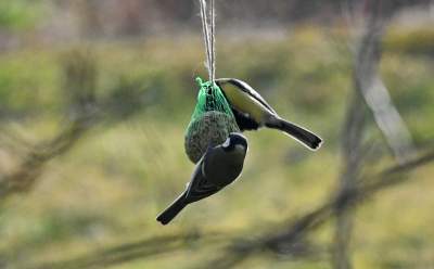 Jakby się ktoś pytał, to mamy w Krakowie środek zimy - zdjęcie 4