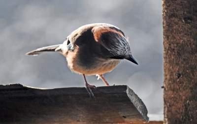 Jakby się ktoś pytał, to mamy w Krakowie środek zimy - zdjęcie 3