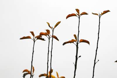 Jakby się ktoś pytał, to mamy w Krakowie środek zimy - zdjęcie 7