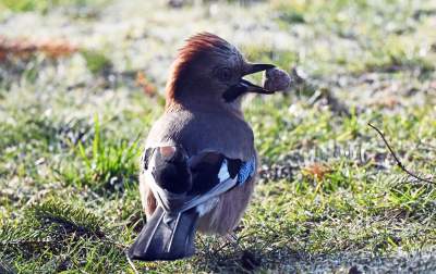 Jakby się ktoś pytał, to mamy w Krakowie środek zimy - zdjęcie 2