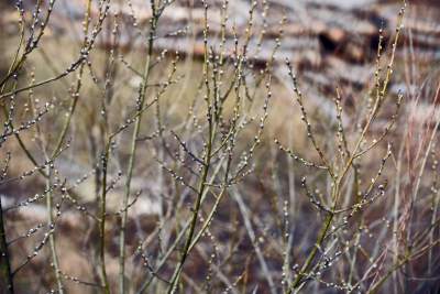 Jakby się ktoś pytał, to mamy w Krakowie środek zimy - zdjęcie 15