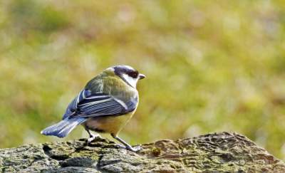 Jakby się ktoś pytał, to mamy w Krakowie środek zimy - zdjęcie 10