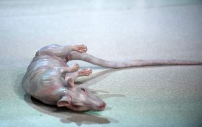 Skojarzenia? To nie będzie łatwy spektakl... - zdjęcie 16