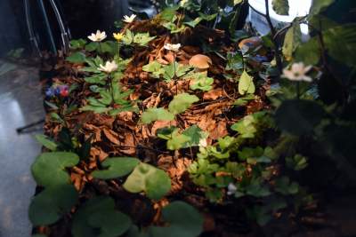 Zabytkowy pawilon w Lesie Wolskim zyskał nowe oblicze - zdjęcie 21