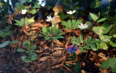 Zabytkowy pawilon w Lesie Wolskim zyskał nowe oblicze - zdjęcie 11