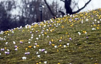 Krokusy na wirusy. Świat jest piękny, na przekór złym wiadomościom - zdjęcie 19