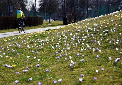 Krokusy na wirusy. Świat jest piękny, na przekór złym wiadomościom - zdjęcie 3