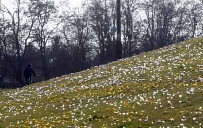 Krokusy na wirusy. Świat jest piękny, na przekór złym wiadomościom - zdjęcie 34