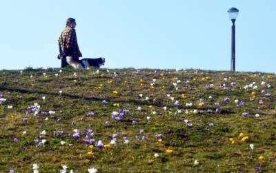 Krokusy na wirusy. Świat jest piękny, na przekór złym wiadomościom - zdjęcie 22