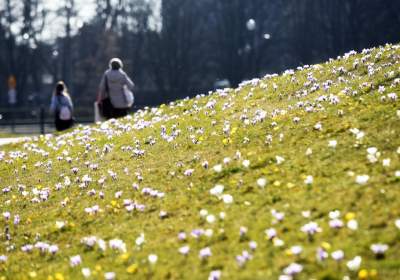 Krokusy na wirusy. Świat jest piękny, na przekór złym wiadomościom - zdjęcie 21