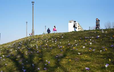 Krokusy na wirusy. Świat jest piękny, na przekór złym wiadomościom - zdjęcie 15