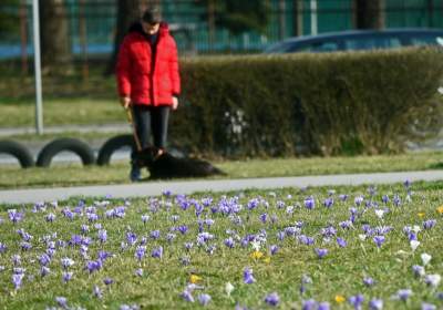 Krokusy na wirusy. Świat jest piękny, na przekór złym wiadomościom - zdjęcie 16