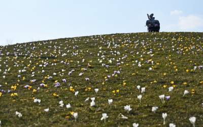 Krokusy na wirusy. Świat jest piękny, na przekór złym wiadomościom - zdjęcie 9