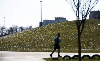 Krokusy na wirusy. Świat jest piękny, na przekór złym wiadomościom - zdjęcie 1