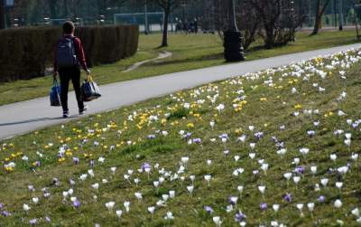 Krokusy na wirusy. Świat jest piękny, na przekór złym wiadomościom - zdjęcie 6
