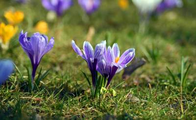 Krokusy na wirusy. Świat jest piękny, na przekór złym wiadomościom - zdjęcie 14