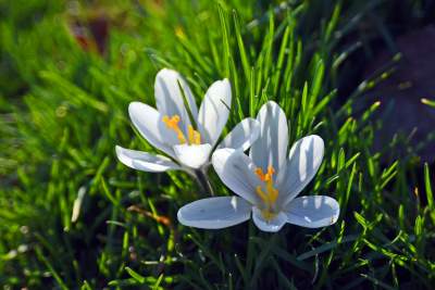 Krokusy na wirusy. Świat jest piękny, na przekór złym wiadomościom - zdjęcie 8
