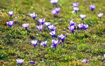 Krokusy na wirusy. Świat jest piękny, na przekór złym wiadomościom - zdjęcie 17