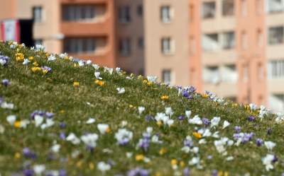 Krokusy na wirusy. Świat jest piękny, na przekór złym wiadomościom - zdjęcie 24