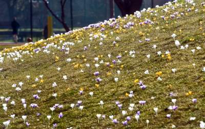 Krokusy na wirusy. Świat jest piękny, na przekór złym wiadomościom - zdjęcie 33
