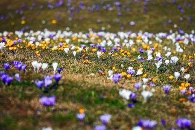 Krokusy na wirusy. Świat jest piękny, na przekór złym wiadomościom - zdjęcie 30