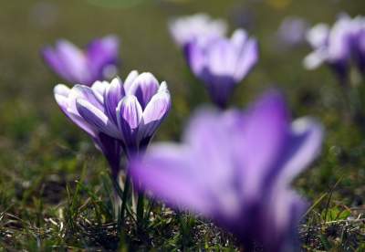 Krokusy na wirusy. Świat jest piękny, na przekór złym wiadomościom - zdjęcie 5