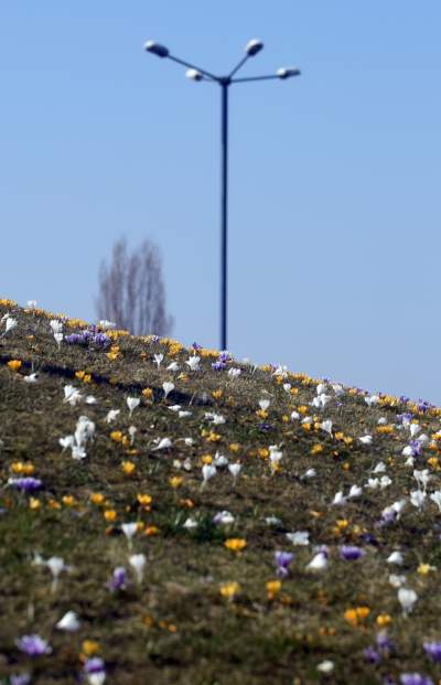 Krokusy na wirusy. Świat jest piękny, na przekór złym wiadomościom - zdjęcie 23