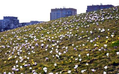 Krokusy na wirusy. Świat jest piękny, na przekór złym wiadomościom - zdjęcie 11