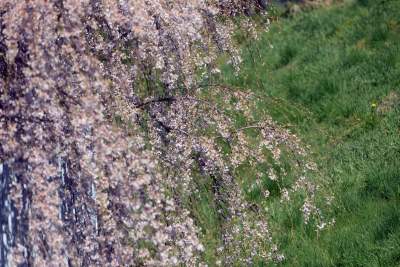 A na zewnątrz robi się coraz piękniej... - zdjęcie 12
