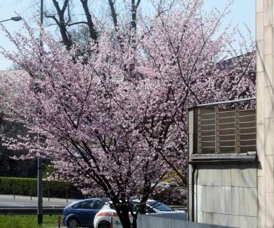 A na zewnątrz robi się coraz piękniej... - zdjęcie 11