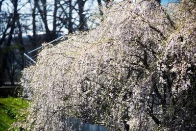 A na zewnątrz robi się coraz piękniej... - zdjęcie 3