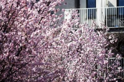 A na zewnątrz robi się coraz piękniej... - zdjęcie 1