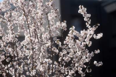 A na zewnątrz robi się coraz piękniej... - zdjęcie 15