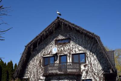 Przylatuje do Nowej Huty od 17 lat, witany jak celebryta - zdjęcie 7