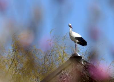 Przylatuje do Nowej Huty od 17 lat, witany jak celebryta - zdjęcie 13