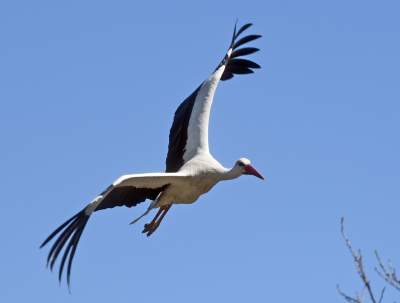 Przylatuje do Nowej Huty od 17 lat, witany jak celebryta - zdjęcie 14