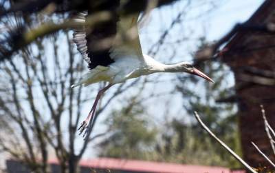 Przylatuje do Nowej Huty od 17 lat, witany jak celebryta - zdjęcie 24