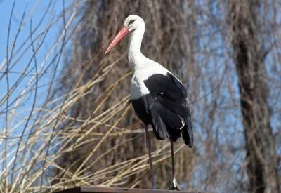 Przylatuje do Nowej Huty od 17 lat, witany jak celebryta - zdjęcie 20